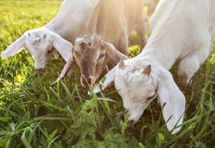 Κόρινθος: Λαμβάνονται μέτρα μετά τον εντοπισμό κρούσματος πανώλης μικρών μηρυκαστικών σε κτηνοτροφική μονάδα