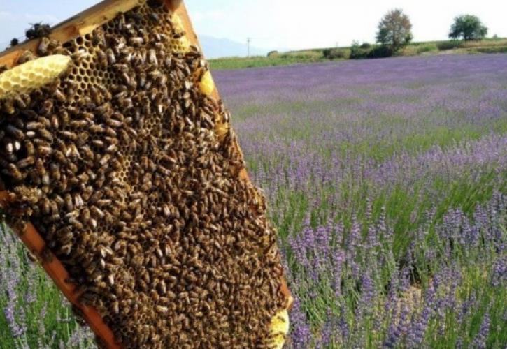 ΥΠΑΑΤ: Στήριξη στην ανάπτυξη της βιολογικής μελισσοκομίας