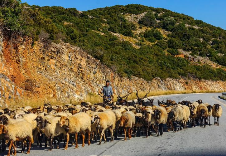 Ηράκλειο: Επιβεβαιώθηκαν τα πρώτα κρούσματα πανώλης μικρών μηρυκαστικών