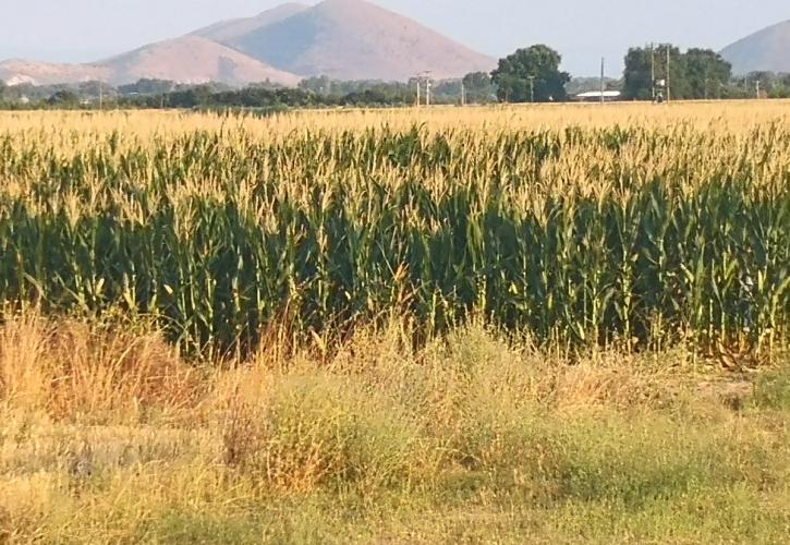 Η καλλιέργεια του σόργου, φιλικότερη στο περιβάλλον πρόταση για μερική αντικατάσταση του αραβόσιτου