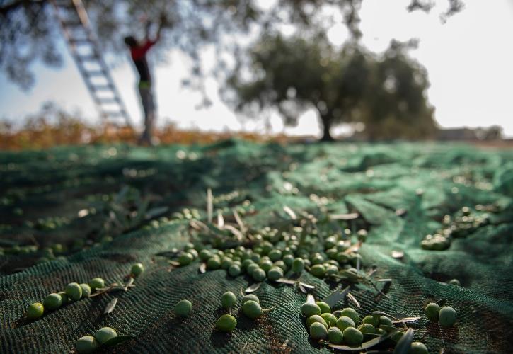 Η Αναπτυξιακή Μεσσηνίας Α.Ε Ο.Τ.Α και ο Δήμος Πύλου Νέστορος για το εξαιρετικό παρθένο ελαιόλαδο