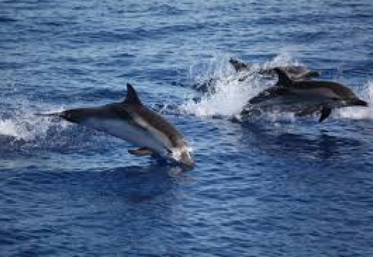 Γαλλία: Απαγόρευση αλιείας στον Βισκαϊκό Κόλπο για την προστασία των δελφινιών