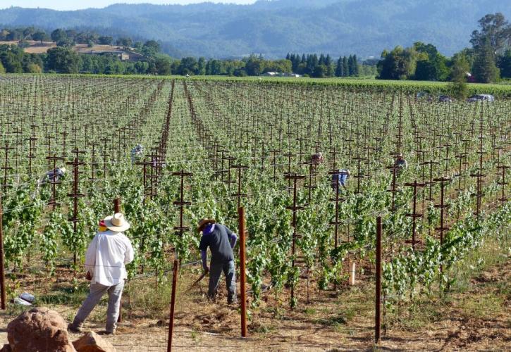 Murphy Good Winery: Πληρώνει 10.000 δολάρια το μήνα και προσφέρει δωρεάν διαμονή στον αμπελώνα