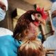 Γρίπη των πτηνών: Εντείνεται η ανησυχία για μετάδοση σε ανθρώπους – Προετοιμάζεται η Ελλάδα