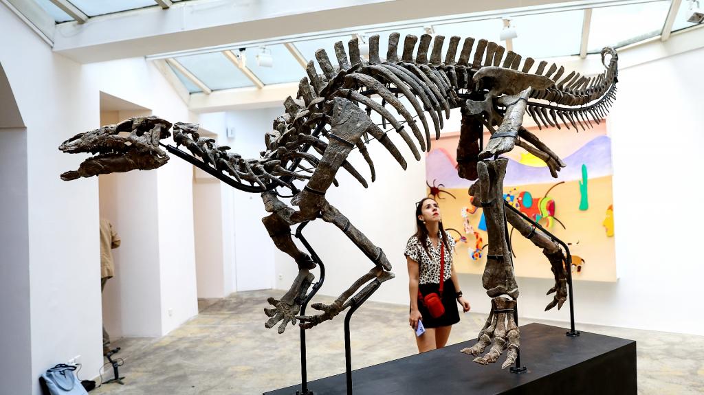 Μπάρι ο Δεινόσαυρος: Σε δημοπρασία ο σκελετός των 150 εκατομμυρίων ετών - Μεταξύ 0,8 και 1,2 εκατ. ευρώ η τιμή του
