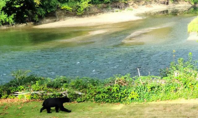 «Bearbnb»: Τώρα μπορείτε να μείνετε στο σπίτι του Winnie the Pooh